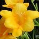 Public (freesia)