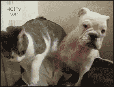 Chienetchat3.gif