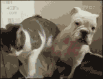 Chienetchat3.gif