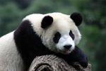 avatarpanda.jpg
