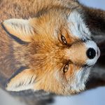 Profil (rEd_fOx)