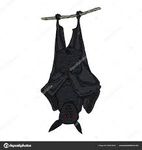pipistrelle.jpg