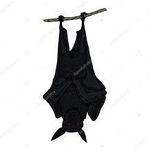 pipistrelle2.jpg