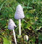 champignon haut-doubs.jpg