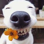 Profil (GregLenormand)