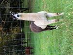 IMG_2388.jpeg