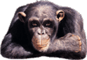 bibi2110.gif