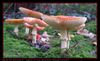 Amanita_muscaria_02.jpg