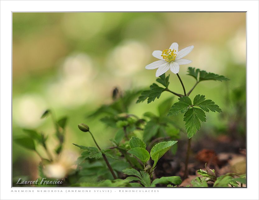 Anemone_nemorosa.jpg