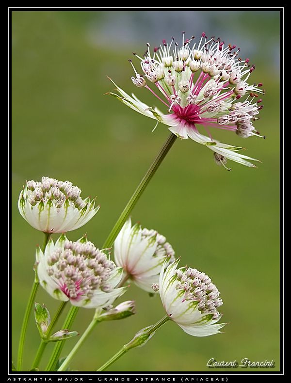 Astrantia_major.jpg