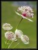 Astrantia_major.jpg