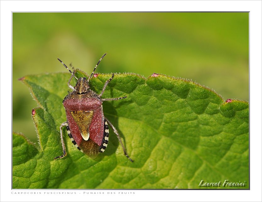 Carpocoris_fuscispinus.jpg