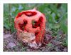 Clathrus_ruber.jpg