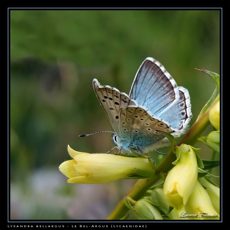 Lysandra_bellargus.jpg