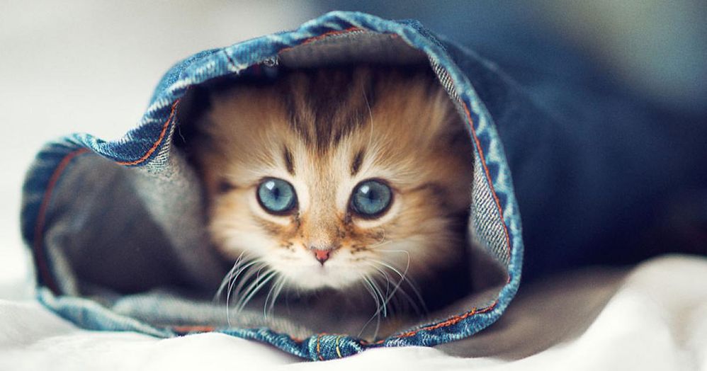 certainement-le-chaton-le-plus-mignon-du.jpg