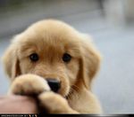 puppies5.jpg