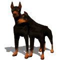 chiens-doberman-4.gif