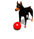 gifs-doberman.gif