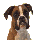 boxer_animated.gif