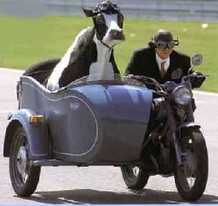 vache-side-car-humour-drole.jpg