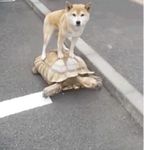 la tortue_Box.jpg