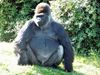 Gorille Zooparc de Beauval