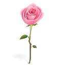 rose-icon.png