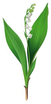 muguet.jpg