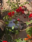 thumbnail_IMG_1985.jpg