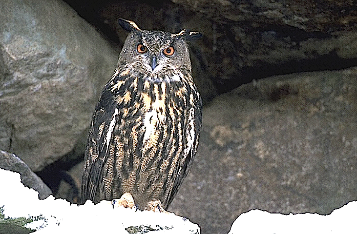 Hibou1.jpg