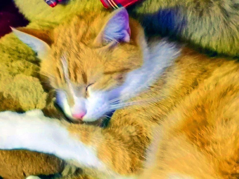 IMG_20181212_184355_orange.jpg