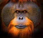 Profil (Orang-Outan)