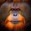 Orang-Outan