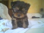 Photo0023buxy.jpg