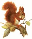 Profil (Ecureuil67)