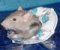 souris nageur3.jpg