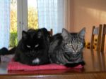 reglisse et savane 2005.jpg