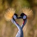 Profil (papiluc63)