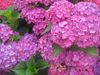 hydrangea-macrophylla-hortensia.jpg