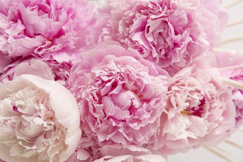 Fleurs-tendresse PIVOINE.jpg