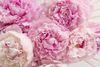 Fleurs-tendresse PIVOINE.jpg