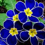 fleur-rare-13.jpg