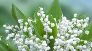 muguet.jpg