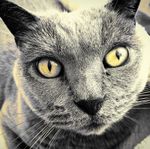 Profil (Birdylechat)