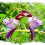 20pcs-graines-de-rare-perroquet-orchidee-fleur-de.jpg