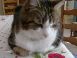 Samy le chat_005.JPG