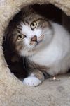 Public (CATERIC56)