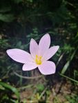 Profil (laurent-56)