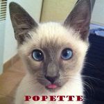 Popette