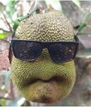 avocat.jpg